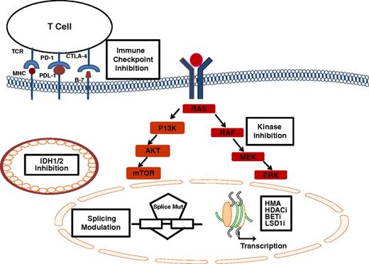 Figure 1. Novel agents and pathways under investigation in MDS. Epigenetic modulators including HMA, HDACis, BET inhibitors, and LSD1i affect chromatin structure and transcription; immune checkpoint inhibition with a variety of monoclonal antibodies targeting the PD-1/PDL1 interaction, or CTLA-4 and its corresponding ligand facilitate antigen (MHC) recognition by T-cell receptors; IDH1/2 inhibition affects the mutant enzyme within mitochondria, splicing modulation acts preferentially on cells harboring mutations in splicing factors (splice mut); kinase inhibitors downregulate key signaling pathways including the RAS/MAPK and the PI3-K/AKT/m-TOR pathway.