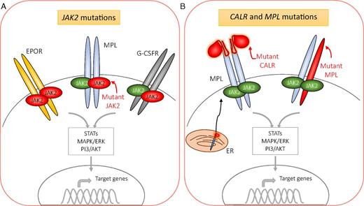 Figure 1. Mutations in JAK2, CALR, and MPL drive excessive myeloproliferation via constitutively active signaling downstream of JAK2. JAK2 associates with the cytoplasmic portion of a variety of receptors, such as those for erythropoietin (EPOR), thrombopoietin (MPL), and granulocyte/macrophage colony-stimulating factor (G-CSFR). JAK2 is also activated in response to additional cytokines (eg, growth hormone and IL-5) (not shown). (A) Mutant JAK2, shown in red, is constitutively active and leads to variable levels of erythroid, megakaryocytic, and, to a lesser degree, granulocytic proliferation and differentiation. It is unclear whether mutant JAK2 dimerizes with mutant or wild-type JAK2 with respect to the individual receptors. (B) Mutations in CALR and MPL result in aberrant activation of signaling downstream of the MPL receptor. Mutant CALR complexes with MPL in the ER. Both mutations in CALR and MPL result in receptor dimerization and activation of JAK2. MAPK/ERK, mitogen-activated protein kinases/extracellular signal-regulated kinases; PI3/AKT, phosphoinositide 3-kinase/serine/threonine kinase Akt; STAT, signal transducer and activator of transcription.