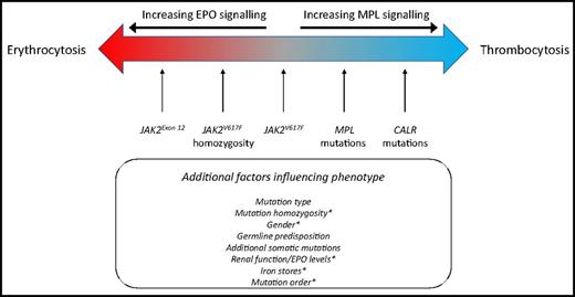 Figure 2. Clinical presentation in chronic phase and relationship to phenotypic driver mutation. PV and ET are modeled as a disease spectrum along a biological continuum where different genetic lesions skew the clinical phenotype from that of thrombocytosis to that of additional erythrocytosis (±leukocytosis). CALR mutations result in excessive MPL signaling, in a manner similar to that resulting from MPL mutations. JAK2 mutations signal downstream of multiple cell surface receptors, including MPL, and are thus associated with thrombocytosis but also erythrocytosis and leukocytosis. The exact nature of the phenotypic driver mutation, germline genetic background, and additional somatic mutations influence disease phenotype. *In the context of JAK2V617F, several factors modulate the balance between erythrocytosis and thrombocytosis, including sex, mutation homozygosity, and patient-specific factors such as erythropoietin (EPO) levels, renal function, and iron status.
