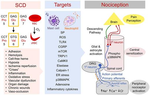 Figure 1. Sickle cell disease from a point mutation to a systemic dysfunction and pain. Circulation of sickle RBCs leads to multiple pathophysiologic problems, including, but not limited to, hemolysis, hypoxia/reperfusion, ischemia, excessive inflammation and free heme, vascular dysfunction, organ damage, and vaso-occlusion (left panel). Each of these can contribute to a noxious microenvironment evoking nociceptive mechanisms of pain. Emerging data have identified several cellular and molecular targets that contribute to nociceptive activity in sickle cell disease (middle panel). These targets may be located in the periphery and/or the CNS, suggesting that the sickle microenvironment can activate the transmission of pain from the periphery as well as influence the CNS directly. Mechanisms of nociception are complex, involving the peripheral neural activity and CNS (right panel) involving several different processes. (1) Transduction involves the generation of action potentials (electrical activity) from the noxious environment in the periphery; (2) transmission is the process of transmitting the action potentials to the dorsal horn of the spinal cord through the primary afferents and first-order neurons in the DRG; (3) modulation is the complex processing of signals in the dorsal horn of the spinal cord after activation of second-order neurons and neuromodulation (amplification or inhibition) from interneurons and/or descending projections from the brainstem with inhibitory or facilitatory pathways involving neurotransmitters; this processing of neural activity results in the inhibition or facilitation of nociceptive activity, which is relayed to the higher brain centers; and (4) perception is the transcription of nociceptive signals to the subjective emotional experience of pain in the higher centers of brain. There are exceptions, including “top down” mechanisms of pain and perception-based modulation as described in the text. In addition, peripheral and/or central sensitization may occur in response to ongoing noxious stimuli, resulting in reduced firing threshold potential leading to the generation of pain with innocuous stimuli. Nerve impulses travel orthodromically from the periphery to the spinal cord, but under sustained activation they can travel antidromically (dashed brown arrow), releasing neurotransmitters such as SP in the periphery. In addition, release of neuropeptides can also occur in the periphery from activated axonal nerve endings by axonal reflex. Due to the genetic nature of SCD, an ongoing noxious microenvironment replete with algogenic factors may induce the nociceptive mechanisms during infancy and sustain the activation through adulthood if the disease remains uncontrolled, leading to peripheral and central sensitization resulting in chronic pain recalcitrant to therapy. ER stress, endoplasmic reticulum stress; Glu, glutamic acid; Pro, proline; sRBC, sickle red blood cell; TLR4, Toll-like receptor 4; Val, valine.