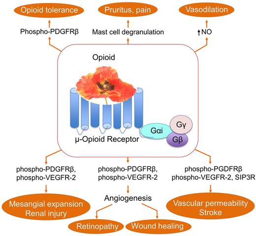 Figure 2. μ-Opioid receptor–mediated mechanisms and functions of opioids relevant to sickle cell disease. Binding of opioids to μ-opioid receptors activates multiple signaling pathways that may exaggerate several complications, including increased vascular permeability, endothelial specific activity, stroke, vasodilation, opioid tolerance, retinopathy, renal pathology, and hyperalgesia. The center poppy represents analgesic opioids, including morphine, hydromorphone, and fentanyl. SIP3R, sphingosine 1 phosphate receptor 3.