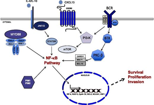Figure 5. NF-κB Activation in primary CNS lymphoma. NF-κB transcriptional activation is regulated by multiple signals in PCNSL, including the MYD88/IRAK complex and the BCR complex consisting of CD79A and B. Activation of IRAK kinases via the oncogenic mutation of MYD88 at L265P impacts ∼55% of PCNSL cases. MYD88 is an adapter protein that mediates Toll-like receptor and interleukin-1 receptor signaling. Chronic active signaling via the BCR involving BTK likely cooperates with the MYD88/IRAK pathway in NF-κB activation. Other prosurvival signals include PIM kinases, the PI3K/mTOR, and JAK/STAT pathways. NF-κB target genes such as IRF-4, BCL-2, cyclin D2, RGS-13, and XBP-1 likely potentiate survival, proliferation, and invasion. IL, interleukin; MALT1, mucosa-associated lymphoid tissue; mTOR, mammalian target of rapamycin; PI3-K, phosphoinositide 3-kinase; PKC-β, protein kinase C beta; RGS, regulator of G-protein signaling; XBP-1, X-box binding protein-1.