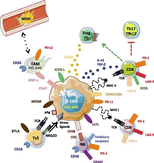 Figure 1. Immune escape mechanisms in B-NHL. Malignant B cells progressively lose surface molecules involved in recognition by CD4 (major histocompatibility complex II), CD8 (major histocompatibility complex I), and NK (CD58) cells, whereas they variably overexpress inhibitory receptors, including PD-L1, LLT1, HVEM, and CD47, which are the ligands for PD-1, CD161, BTLA, and SIRP-α, and produce the inhibitory enzymes IDO and IL4I1. The combination of these mechanisms allows them to avoid killing by cytotoxic cells and phagocytosis by TAM. In addition, they contribute to Treg recruitment and differentiation, as well as to exhaustion of T-effector cells through the release of CCL22, TGF-β, and IL-12 and the expression of ICOSL and CD80/CD86. pAg, phosphoantigen.