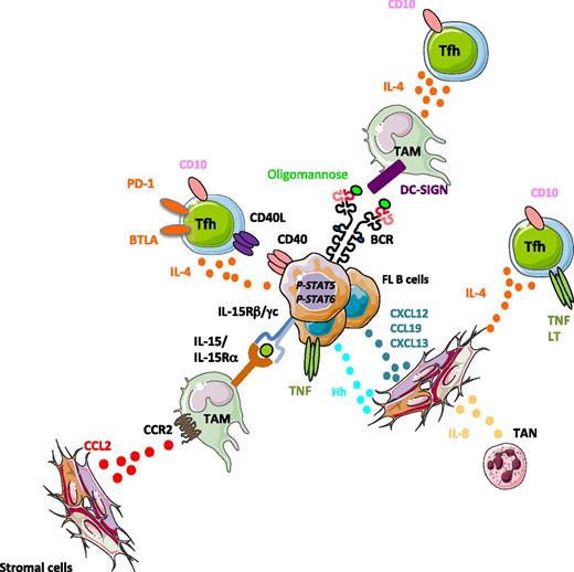 Figure 2. Tumor-supporting niche in FL. Three main cell subsets have been shown to support FL B-cell growth: (1) FL TAMs overexpress IL-15 that triggers STAT5-dependent FL B-cell activation, as well as DC-SIGN that aggregates FL-mannosylated BCR; (2) expanded FL Tfh activate directly malignant B cells through CD40L and IL-4 and favor indirectly the growth of the tumor by stimulating TAM and stromal cells through IL-4; and (3) stromal cells are committed to lymphoid stromal differentiation, in agreement with their contact with TNF-expressing malignant B cells, Tfh, and tumor-associated neutrophils (TAN), and they overexpress CCL2 and IL-8, thus more efficiently recruiting TAM and TAN. FL stromal cells are involved in malignant B-cell recruitment and survival through the release of chemokines and hedgehog (Hh) ligands.