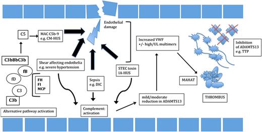 Figure 2. Summary of the pathogenesis of TMAs. TTP is the result of a severe deficiency of ADAMTS13, due to an inherited genetic effect in congenital TTP or due to antibodies against ADAMTS13. The result is excess platelet binding to ultra large von Willebrand factor (UL VWF) and thrombi formation, made of these constituents. Triggering of complement (CM-HUS), due to abnormalities in CFH, CFI, MCP, C3, or Factor B, results in overactivation of the terminal complement pathway, the membrane attack complex (MAC), resulting in endothelial damage and thrombi composed of platelets. IA-HUS and resulting toxin, precipitants resulting in DIC and TMAs not associated with severe ADAMTS13 deficiency, cause direct endothelial damage. Resultant activation of complement, release of VWF (including high +/− some UL VWF multimers), causes a reduction in ADAMTS13 levels because of consumption of the enzyme. Thrombi formation is distinct from TTP and CM-HUS, containing a variable proportion of platelets, inflammatory cells, or fibrin. Resulting thrombi cause MAHAT seen clinically.
