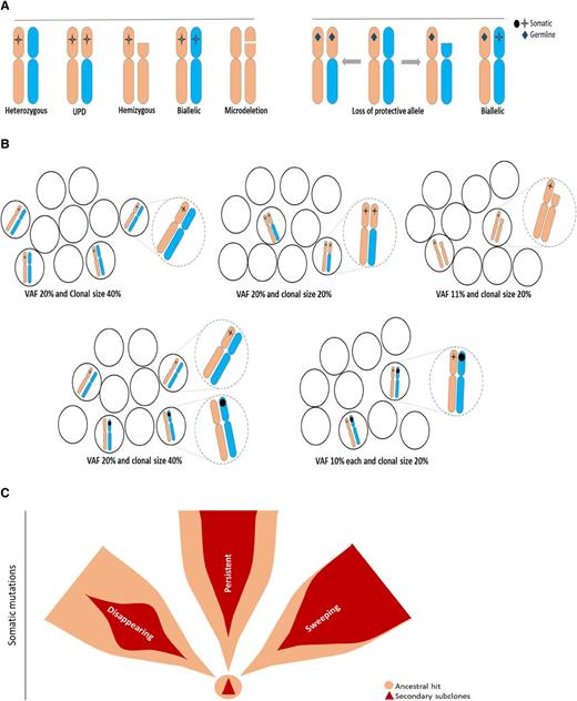 Figure 1. Configurations of somatic and germ line mutations and VAF concept. (A) Possible configurations of somatic mutations (left) or germ line (right) and chromosomal abnormalities. (B) Impact of clonal configuration on VAF vs calculated clonal burden, including impact of homozygous, hemizygous, or heterozygous mutations (dotted circles show magnified representations of the illustrations in each setting as described). (C) Somatic ancestral vs secondary hits and potential clinical behavior of secondary clones as persistent, disappearing, and sweeping. Ancestral hits are the only somatic events that can occur as single hits. Secondary hits can be present only in association with the ancestral hit. Secondary mutations create a scenario in which only very few single mutant cells exist. Sweeping clones/mutations outgrow single mutant clones, and thus, their VAF may be very similar to that of founder mutations.
