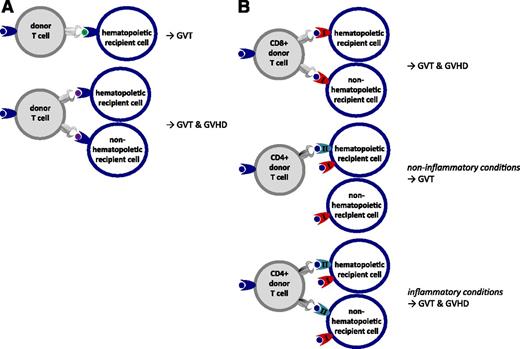 Figure 2. GVT and GVHD targets in alloreactivity. (A) Donor and recipient are fully HLA identical. Polymorphic nonself peptides (MiHA) selectively expressed on hematopoietic cells provoke hematopoiesis-specific GVT responses. Polymorphic nonself peptides (MiHA) derived from broadly expressed genes can provoke combined GVT and GVHD. (B) CD8 T cells recognizing peptides presented in the context of nonself HLA class I molecules can mediate combined GVT and GVHD reactivity. CD4 T cells recognizing peptides in the context of HLA class II molecules mediate specific GVT responses under noninflammatory circumstances when HLA class II molecules are not expressed on nonhematopoietic tissues. Under inflammatory circumstances, upregulation of HLA class II on nonhematopoietic tissues causes combined GVT and GVHD by alloreactive CD4 T cells.