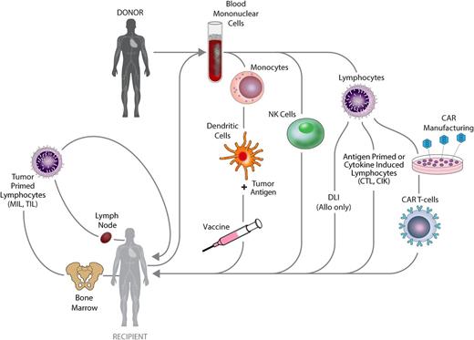 Figure 1. Generation of cellular therapies for the treatment or prevention of relapse following allogeneic stem cell transplantation. CAR, chimeric antigen receptor; CIK, cytokine-induced killer; CTL, cytotoxic T lymphocyte; DLI, donor lymphocyte infusion; MIL, marrow-infiltrating lymphocyte; NK, natural killer; TIL, tumor-infiltrating lymphocyte.