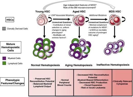 Figure 1. The features of HSCs in the context of aging and MDS are shown. With normal aging, there is an increase in the risk of the development of CHIP, but the contributions of and requirement for CHIP in aging phenotypes remain incompletely understood. Many functional characteristics of aged HSCs are accentuated in MDS, but the molecular events necessary to transition from CHIP to the clinically significant cytopenias seen in MDS remain unclear.