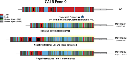 Figure 1. Classification of calreticulin mutations. WT, wild-type.