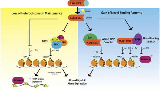 Figure 2. Mechanisms underlying the oncogenic activity of mutant ASXL1