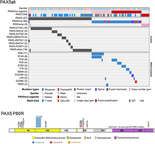 Figure 3. Alterations identified in PAX5alt and PAX5 P80R subtypes. PAX5alt: genetic alterations including gene rearrangements (PAX5r), sequence mutations (PAX5mut), and focal intragenic amplifications (PAX5amp) are shown in the heat map. PAX5 P80R: protein domain plot of PAX5 showing the 57 mutations detected in 44 patients in the PAX5 P80R subtype. CNA, copy number alteration; CN-LOH, copy-neutral loss of heterozygosity; hetero, heterozygous mutation; homo, homozygous mutation; NA, not available; NLS, nuclear localization signal; WT, wild type.