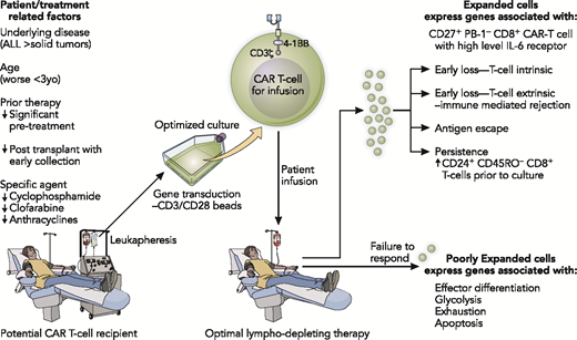Figure 3. Key biological variables that can affect outcome through the CAR T-cell collection, expansion, and infusion process. Illustration by Patrick Lane, ScEYEnce Studios.