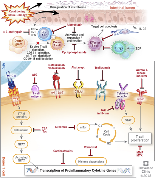 Figure 1. Mechanisms of action of current and novel approaches to prevent and treat GVHD. APC, antigen-presenting cell; ATG, antithymocyte globulin; CSA, cyclosporine; CTLA4, cytotoxic T lymphocyte antigen 4; ECP, extracorporeal photopheresis; IL, interleukin; IL-6R, interleukin-6 receptor; ITAM, immunoreceptor tyrosine-based activation motif; JAK, janus kinase; LPS, lipopolysaccharides; MHC II, major histocompatibility complex II; MMF, mycophenolate; MSC, mesenchymal stem cell; mTOR, mammalian target of rapamycin complex; MTX, methotrexate; NFAT, nuclear factor of activated T cell; STAT, signal transducer and activator of transcription protein; Tac, tacrolimus; TCR, T-cell receptor; TNFα, tumor necrosis factor-α; Treg, regulatory T cell.