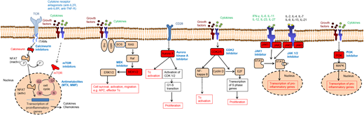 Figure 1. Therapeutic targets in GVHD. The simplified scheme shows the mode of action of multiple immunosuppressive strategies. Although calcineurin inhibitors, mTOR inhibitors, and antimetabolites are already in clinical routine practice, all other approaches are experimental and their effect has been tested mainly in preclinical models or in vitro. Selected kinases that have been subject to targeted therapy approaches in acute GVHD are shown. Blockade of the kinases ROCK-1, Aurora A, CDK2, MEK-1/2, JAK1/2, and PI3K were shown to reduce alloreactive T-cell activation. MMF, mycophenolate mofetil; mTOR, mammalian target of rapamycin, MTX, methotrexate.