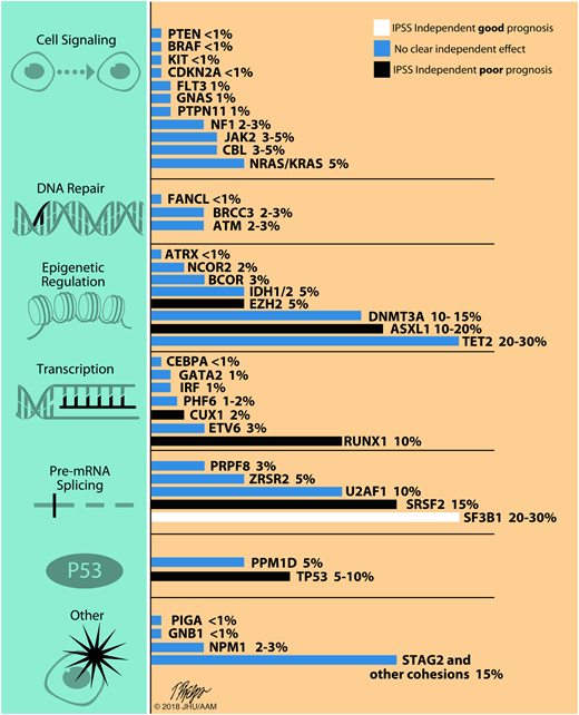 Figure 1. Recurrent somatic mutations in MDS by pathway. Includes approximate frequency of the most common recurrent somatic mutations in MDS and their prognostic significance. Some mutations influence the phenotype and are therefore more common in specific subtypes of MDS; for instance, SF3B1 mutations are found in up to 80% of patients with MDS-RS and SRSF2 mutations are more common in MPN/MDS overlap syndromes such as chronic myelomonocytic leukemia. Mutation frequencies and their prognostic significance are adapted from Bejar et al,32 Haferlach et al,5 and Papaemmanuil et al6 published frequencies. The negative prognostic impact with SRSF2 mutations is adapted from Thol et al.63