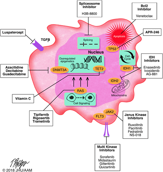 Figure 2. Molecular targeted therapies in MDS. Includes select investigational and approved therapies for patients with MDS and their respective targets.