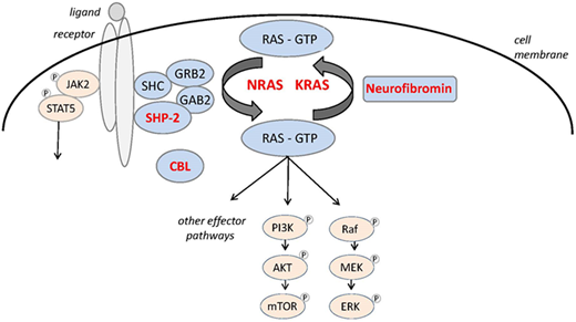 Figure 1. The RAS signaling pathway with proteins mutated in JMML in red.