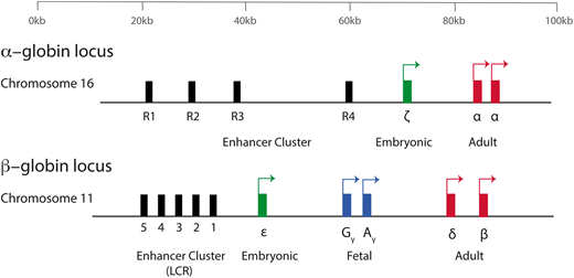Figure 1. A simplified diagram of the human α-globin and β-globin loci. Embryonic globin genes are shown in green, fetal globin genes in blue, and adult globin genes in red. The α-globin genes are driven by 4 conserved enhancer elements (denoted R1-R4). The β-globin locus is driven by an enhancer cluster termed the locus control region (LCR).