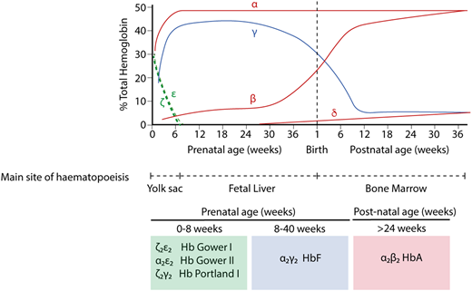 Figure 2. Hb switching at the human α- and β-globin loci. Embryonic globins are shown in green, fetal globins in blue, and adult globins in red. Primitive erythropoiesis, derived from the yolk sac, is characterized by expression of ζ-globin (from the α-globin locus) and ε-globin (from the β-globin locus). These are silenced at ∼8 weeks of gestation. α-globin then accounts for the entirety of the transcriptional output from the α-globin locus. At the β-globin locus, there is a switch to a fetal globin (γ-globin) during fetal life and then a second switch to the adult β-globin. The predominant type of Hb corresponding to each developmental stage is shown below.