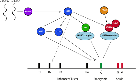 Figure 5. The transcriptional factor network currently known to be important in suppressing ζ-globin expression. miR, microRNA; NURD, nucleosome remodeling and deacetylation.
