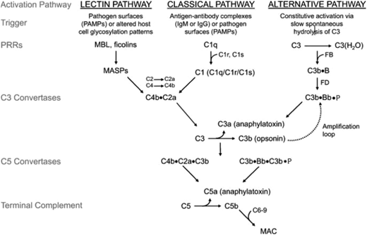 Figure 1. Discovery and development of the complement inhibitor eculizumab for the treatment of paroxysmal nocturnal hemoglobinuria. Schematic diagram of the complement cascade. The 3 primary routes for activation of complement are the lectin pathway (LP), the classical pathway (CP), and the alternative pathway (AP). The LP and CP are activated when specific triggers are recognized by host pattern-recognition receptors. The AP is constitutively active. Initial activation through the LP or CP generates a shared C3 convertase (C4b·C2a). In the AP, C3b pairs with factor B (FB) to form the AP proconvertase (C3b·B), which is processed by factor D (FD) to form the AP C3 convertase (C3b·Bb·P). Both types of C3 convertases cleave C3 to generate C3a and C3b. C3a is a weak anaphylatoxin, a substance that promotes an inflammatory response. Nascent C3b binds covalently to cell surface proteins, forming the nidus of the C3 convertase. C3b that binds to the surface of a healthy host cell is quickly inactivated; C3b that attaches to the surface of a pathogen or altered host cell triggers a rapid amplification loop to generate more C3b, resulting in opsonization. C3b also complexes with the C3 convertases to form the C5 convertases (C4b·C2a·C3b and C3b·Bb·C3b·P). In the terminal complement cascade, C5 convertases cleave C5 into C5a (a strong anaphylatoxin) and C5b. C5b combines with C6-9 to form the membrane attack complex (MAC), also referred to as the terminal complement complex. Regulatory factors act at various stages of the cascade to control complement activation via their decay accelerating activity and/or cofactor activity. MASPs, mannose-binding lectin-associated serine proteases; MBL, mannose-binding lectin; PAMPs, pathogen-associated molecular patterns.
