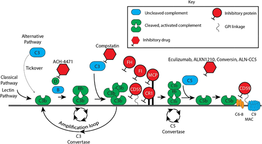 Figure 2. Complement cascade with inhibitors. CR1, membrane cofactor protein (MCP/CD46), factor I (FI), factor H (FH), and CD55 are the major proteins that inhibit the APC. Of these, FH is the most critical. FH is a fluid-phase protein that can bind to cells via its interaction with cell surface glycosaminoglycan and sialic acid residues. It inhibits the APC in the fluid phase and on the cell surface. It competes with factor B for C3b attachment, thereby limiting formation of the C3 convertase, and it accelerates decay of the C3 convertase. Deficiency or impaired function of FH leaves healthy host cells and tissues highly vulnerable to complement-mediated attack. Complement FI functions as a complement inhibitor in the presence of its cofactors (FH, MCP/CD46, and CR1), to cleave and inactivate C3b (in the alternative pathway) and C4b (in the classical pathway and lectin pathway), blocking C3 convertase formation.1 CD55 (also known as a decay-accelerating factor) is a cell surface glycosylphosphatidylinositol-anchored protein that inhibits the classical and alternative pathway C3 convertases and accelerates their decay. CD59 blocks terminal complement by preventing C9 from oligomerizing with the C5b-8 complex.