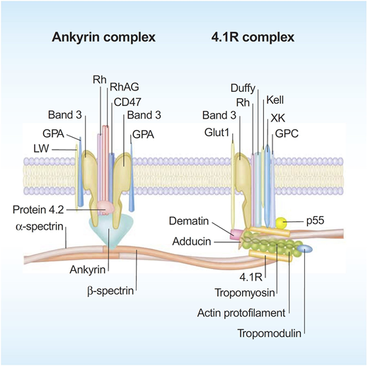Figure 1. A schematic representation of the human red cell membrane. The membrane is a composite structure of a lipid bilayer anchored to a two-dimensional elastic network of skeletal proteins through ankyrin- and protein 4.1–based transmembrane protein complexes embedded in the lipid bilayer. Deficiency in any of the proteins involved in the vertical linkages involving the ankyrin complex leads to loss of cohesion between the lipid bilayer and membrane skeleton and the resultant loss of membrane surface area. The horizontal linkages between spectrin-spectrin dimers and between spectrin-actin-protein 4.1R in the junctional complex determine red cell membrane mechanical integrity. Defective horizontal linkages lead to decreased integrity of the membrane mechanics and cell fragmentation. Reproduced with permission from Mohandas and Gallagher.