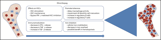 Figure 1. Different proposed mechanisms by which eltrombopag is improving hematopoiesis in aplastic anemia. IFNγ, interferon-γ; TGFβ, transforming growth factor-β.