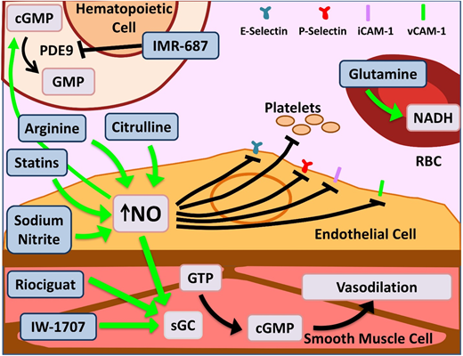 Figure 2. Novel agents targeting inflammation and NO bioavailability. Hemolysis in SCD and the resultant cell-free Hb leads to NO scavenging. Increased bioavailability of NO and its downstream target cyclic guanosine monophosphate (cGMP) lead to salutary effects in the endothelium, smooth muscles, leukocytes, platelets, and increased γ-globin. Therapeutic agents enhancing NO bioavailability by various mechanisms are depicted here. Of note, PDE9 has restricted tissue expression in the hematopoietic cells and brain with the potential for reduced off-target effects as opposed to PDE5, which is more widely expressed. Glutamine increases NADH within RBCs, thus reducing effects of oxidative stress. Dietary glutamine also serves as a precursor for the de novo production of arginine through the citrulline-arginine pathway, contributing to increased NO production. PDE, phosphodiesterase; sGC, soluble guanylate cyclase. Adapted from Morrone et al48 with permission.