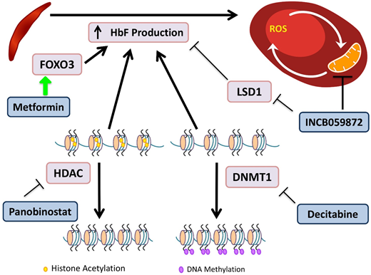 Figure 4. Novel agents targeting HbF induction. HbF has the ability to interfere with HbS polymerization. DNA methyltransferases (DMNTs) modify DNA by methylation of its cytidine residues, resulting in transcriptional silencing. Decitabine inactivates DNMT1, allowing for decreased methylation of the γ-globin promoter and increased gene expression. Histone deacetylators (HDACs) remove acetyl groups, primarily from histone lysine residues, leading to a more closed chromatin configuration, which represses gene expression by reducing access to interacting regulatory proteins. Panobinostat inhibits HDACs, maintaining an open acetylated chromatin configuration of the γ-globin promoter, allowing for gene expression. INCB059872 inhibits LSD1, an inhibitor of HbF production, as well as prevents ROS accumulation in RBCs. Metformin induces FOXO3, a transcription factor that upregulates HbF production, although the precise mechanism of the effect of metformin on HbF induction is still being elucidated.