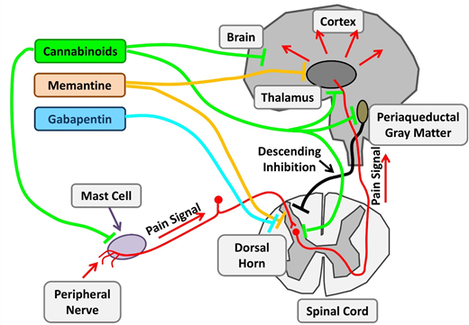 Figure 6. Therapeutic targets investigating chronic pain in SCD. Chronic pain in SCD is likely multifactorial and results from various mechanisms, such as mast cell activation and neurogenic inflammation, peripheral nociceptor sensitization, and central sensitization. Nonopioid agents with established benefits in non-SCD chronic pain are being investigated. Cannabinoids decrease chronic pain by their central effects as well as stabilization of mast cells and reduced neurogenic inflammation. Memantine is an NMDA receptor antagonist, and gabapentin binds to voltage-gated calcium channels in neurons. Adapted from Morrone et al48 with permission.