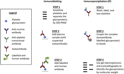 Figure 3. Less common assays used to detect anti-platelet glycoprotein autoantibodies in patients with ITP. Immunoblotting is an indirect assay in which normal platelet proteins are separated and then mixed with patient test plasma. Labeled anti-human antibody detects the autoantibody and the molecular weight of the glycoprotein determines the specificity of the autoantibody. Immunoprecipitation can be direct or indirect. For direct immunoprecipitation, patient test platelets are labeled and lysed, and the suspected autoantibody is bound to the labeled glycoprotein. In the indirect assay, normal platelets are sensitized with patient test plasma before lysis. Autoantibody–glycoprotein complexes are immunoprecipitated, separated, and autoradiographed to identify the glycoproteins by molecular weight.