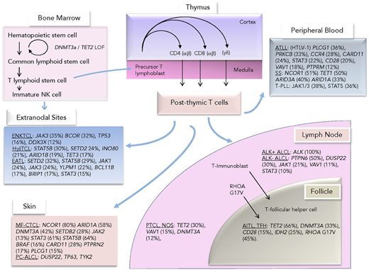 Figure 1. Mutations observed across TCLs divided by their presumed cell of origin or closest immunophenotypic counterpart. Reprinted from Van Arnam et al.21 ATLL, adult T-cell leukemia/lymphoma; EATL, enteropathy-associated TCL; ENKTCL, extranodal natural killer/TCL; HγδTCL, hepatosplenic γ-δ TCL; MF-CTCL, mycosis fungoides CTCL; PC-ALCL, primary cutaneous ALCL; TFH, T-follicular helper cell; T-PLL, T-cell prolymphocytic leukemia.