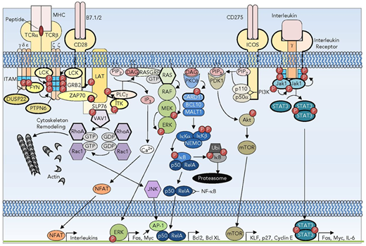 Figure 2. Signaling pathways subverted in T-cell oncogenesis. A subset of the TCR, costimulatory, and interleukin receptor pathways showing the redundancy and complexity of signaling. Recurrently mutated receptors and signaling pathway components are depicted with bold outlines. DAG, diacylglycerol; GTP, guanine nucleotide triphosphate; IL-6, interleukin-6; IP3, inositol 3-phosphate; MHC, major histocompatibility complex; mTOR, mammalian target of rapamycin; P, phosphorylation; PTPN, protein tyrosine phosphatase nonreceptor. Reprinted from Van Arnam et al.21