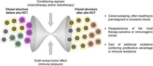 Determinants and consequences of clonal evolution after allogeneic hematopoietic cell transplantation.