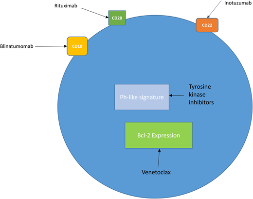 New treatment strategies in ALL. B lymphoblasts express the cell surface antigens CD19, CD20, and CD22, which are targets for the antibody therapies blinatumomab, rituximab, and inotuzumab. A subset of patients with B-ALL (20%-25%) express the Ph-like signature. These patients may be candidates for clinical trials with TKI–based therapy. Bcl-2 is overexpressed in both B- and T-ALL, and current trials are evaluating the bcl-2 inhibitor venetoclax in R/R disease.