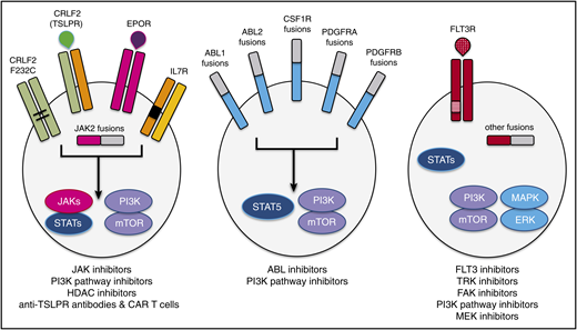 Schema of activated kinase signaling in Ph-like ALL. Kinase fusions and other alterations in Ph-like ALL activate oncogenic signal transduction and may be targetable by specific kinase inhibitors and other therapeutic agents. Reprinted from Tasian et al53 with permission.