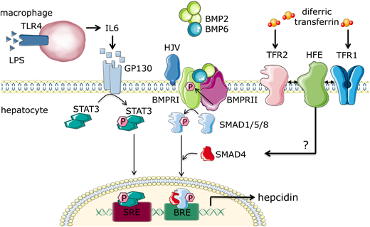 Multifactorial regulation of hepcidin expression in hepatocytes. Hepcidin is regulated via multiple pathways. In inflammatory states, macrophages release interleukin-6 (IL-6), which activates the STAT3 pathway in hepatocytes, leading to production of hepcidin. Local iron stores induce nonhepatocyte liver cells to produce bone morphogenic protein 2 (BMP2) and BMP6, which stimulate BMP receptor I; this activates the s-mothers against decapentaplegic 1/5/8 (SMAD1/5/8) pathway, which in concert with SMAD4, translocates to the nucleus to induce hepcidin transcription. Increased systemic iron leads to presence of diferric transferrin compounds, which bind TfR1, disrupting its interaction with HFE, HFE complexing with TfR2, BMP receptor, or hemojuvelin (HJV), an iron-specific BMP coreceptor; this leads to potentiation of the BMP/SMAD1/5/8 signaling pathway and hepcidin transcription. BRE, TFIIB recognition element; LPS, lipopolysaccharide; SRE, serum response element.