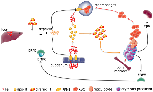 Systemic regulation of iron metabolism and utilization. Iron is either absorbed in the duodenum or recycled from senescent RBCs, and it is found in circulation bound to transferrin (diferric transferrin complex). Diferric transferrin delivers iron to the bone marrow for Hb synthesis in erythroid precursors. Erythropoiesis also requires the presence of erythropoietin (Epo) to enable erythroblast differentiation and enucleation. Epo-stimulated erythroblasts secrete erythroferrone (ERFE), which functions by sequestering bone morphogenic protein 6 (BMP6) in circulation and decreasing signaling to and suppression of hepcidin. Hepcidin functions in multiple ways to decrease circulating iron, including blocking release of iron from splenic macrophages and preventing iron absorption in the gut. This interrelated process is intended to prevent shortfalls and excess of systemic iron and fine tune iron transport to where it is needed. FPN1, ferroportin 1. Fe, iron; Tf, transferrin.