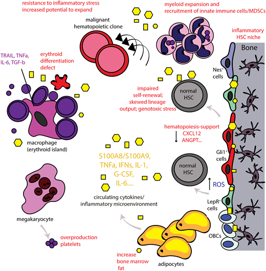 The inflammatory BM microenvironment. Disease-related chronic inflammation and/or physiological aging leads to the presence of continuous production of proinflammatory signals (systemically and locally in the BM). In turn, this leads to an inflammatory BM microenvironment as MSCs of the BM, for example, nestin+ (Nes+), Gli1+, leptin-receptor (LepR+) cells, acquire an inflammatory, secretory phenotype as well and also release proinflammatory signals that affect both the HSC niche and also the erythroblastic islands. This leads to significant alterations in HSC function and output. Myeloid cells expand and innate immune cells/MDSCs are recruited. High numbers of platelets are released by megakaryocytes whereas lymphoid cells decrease. The erythroid differentiation is significantly impaired leading to anemia (anemia of chronic inflammation or anemia in the elderly). The central macrophage of the erythroblastic island can also acquire an inflammatory phenotype and further contributes to inflammation in the BM microenvironment. Adipocytes are increased in the aged BM and can also release inflammatory signals. Chronic inflammation leads to loss of support of normal hematopoiesis and can lead to decreased self-renewal of HSCs and skewed lineage output. The continuous exposure to this stress situation leads to dysfunction of the BM microenvironment and increased reactive oxygen levels (ROS), inducing genotoxic stress for HSCs, potentially promoting genomic instability. Normal hematopoiesis may thus also be impaired in a manner such that preexisting HSC clones carrying potentially leukemic mutations have increased potential to expand and evolve. Thus, chronic inflammation in the BM microenvironment may function as an initiator or even driver of hematological malignancies. Yellow geometrical forms highlight inflammatory cytokines that are further specified in Table 1.