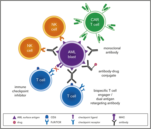 Schema of immunotherapeutic modalities for AML.