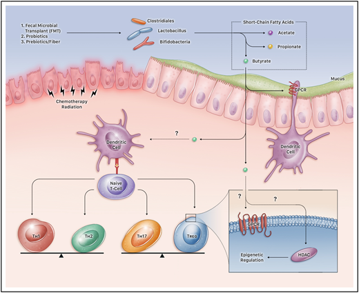 Microbiota impact on the immune system. FMT, probiotics, and prebiotics impact the immune system through production of SCFAs such as butyrate, propionate, and acetate. These microbiota-altering therapies likely abrogate and prevent damage to intestinal mucosal integrity resulting from chemotherapy and radiation in patients with hematologic malignancies and those undergoing HSCT. For example, butyrate is a source of nutrition for intestinal epithelial cells, and interacts with dendritic cells through G-protein–coupled receptors (GPCRs) and other mechanisms to induce naive T cells to differentiate into different subtypes of T-regs. T-regs are influenced directly by the local fecal concentrations of SCFAs such as butyrate that can have downstream epigenetic modulatory effects, altering histone acetylation via histone deacetylase (HDAC) and DNA methylation, which may have an effect on colon cancer tumorigenesis and leukemia prognosis.