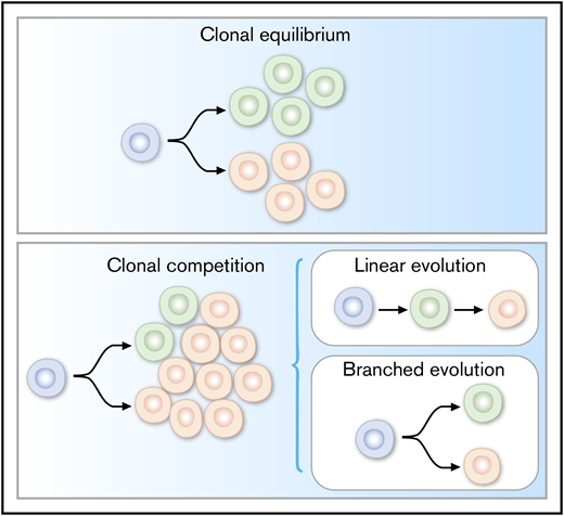 Evolutionary mechanisms (linear and branched) underlying clonal dynamics in cancer.