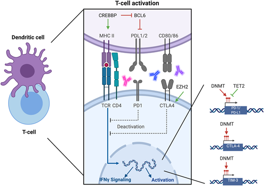 Intersection of epigenetics and immune surveillance. Regulation of immune surveillance is controlled in part by epigenetic operations. The histone acetyltransferase enzyme CREBBP activates expression of MHCII, which allows for engagement between the antigen-presenting cell and the T cell. CREBBP also abrogates BCL6, which in turn abrogates PD-L1 expression. These effects have been reversed with HDAC inhibitors. EZH2 is associated with increased CTLA4 activity therefore EZH2 inhibitors have combined favorably with CLTA4 inhibitors. Expression of PD-1, PD-L1, CTLA4, and TIM-3 is controlled by promotor region methylation; therefore, their expression may be modulated by DNMT inhibitors.