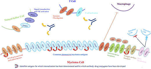 Antibody targets in multiple myeloma. There are numerous myeloma cell targets under investigation for immunotherapeutic approaches. The schematic is simplified, because not all of these targets are necessarily expressed on the cell surface, although those noted as undergoing internalization make ideal targets for ADCs. Other targets are expressed on cells comprising the immune microenvironment, including T cells, NK cells, and macrophages.