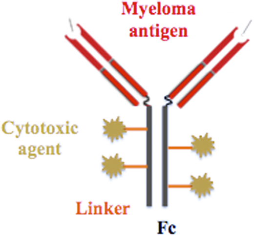 Antibody-drug conjugate. In addition to the antibody structure with antigen-binding domains, there are noncleavable linkers attaching the cytotoxic drugs to the Fc portion of the antibody. The drug-antibody ratio varies by agent and can affect cytotoxicity, stability in the circulation, and immunogenicity.