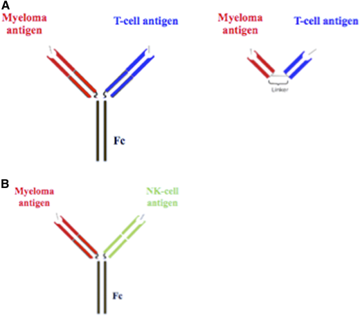 Bispecific antibodies. (A) Bispecific T-cell engagers bring CD3+ T cells in proximity to cells expressing tumor antigen, to form an immunologic synapse and promote cell-mediated cytotoxicity. The Fc portion provides stability in the circulation, allowing for intermittent rather than continuous dosing, and can also promote antibody-dependent cellular cytotoxicity and complement activation. These constructs vary widely by agent, and the schematics shown are only representative. There can be variability in antigen-binding domains and dimerization (homodimers vs heterodimers), resulting in differences in antigen-binding sites (valency), geometry, size, and flexibility, all of which can result in different pharmacokinetic and pharmacodynamic properties. (B) Bispecific NK-cell engager, with 1 binding domain for the myeloma antigen and 1 for NK antigens leading to signal transduction and NK-cell activation.