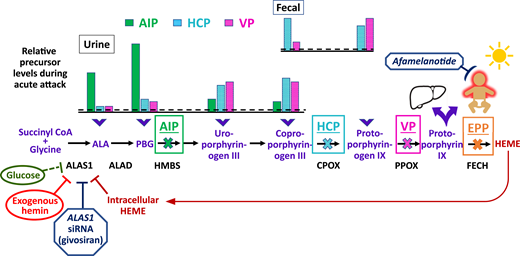 Schematic of the heme biosynthetic pathway with clinical correlates of three autosomal dominant AHPs: AIP, HCP, and VP; and autosomal recessive EPP. The 8 enzymatic steps (represented by arrows) and the key enzymes (protein abbreviations under arrows) highlight the pathobiological consequences of enzyme insufficiency. In patients with an AHP, induction of ALAS1 activity leads to buildup of the neurotoxic porphyrin precursors ALA and PBG, which distribute into tissues and cause neurovisceral signs and symptoms. The bar charts above the pathway depict the relative elevations of proximal and distal porphyrin precursors that are excreted into urine and feces with AIP, HCP, or VP during an acute symptomatic attack (dotted line represents relative 4-fold elevations above the upper ranges of normal). Relative fecal levels of coproporphyrin and protoporphyrin differentiate HCP from VP. Physiological inhibitors of ALAS1 include glucose and intracellular heme. Pharmacologic inhibitors include exogenous hemin and a hepatocyte-directed, small interfering RNA drug, givosiran, which targets the ALAS1 transcript. A fourth, extremely rare AHP is caused by ALAD deficiency. FECH mutations lead to erythrocyte buildup and leakage of PPIX. Lipophilic PPIX deposits in the skin, where it causes painful photosensitivity. Afamelanotide, which stimulates melanin production, can protect against photoactivation for patients with EPP. Biliary excretion of PPIX can lead to chronic cholestatic liver injury.