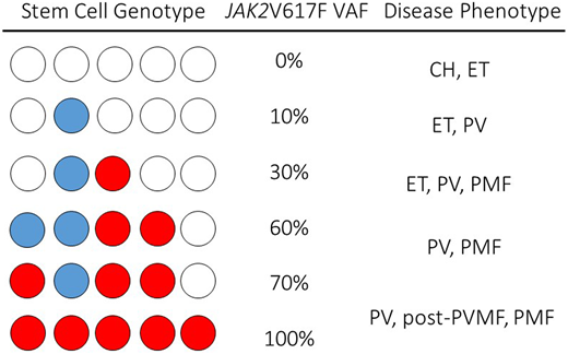 Schematic of hypothetical permutation and combination single-cell genotypes, VAFs, and associated clinical disease phenotypes in JAK2V617F+MPN.JAK2V617F can be present in a single cell as a single copy (heterozygote, blue circle) or as a double copy (homozygote, red circle) in a single-cell genome. In a single individual, multiple stem cell clones may have varied JAK2V617F genotypes, and a measured JAK2V617F may range from very low levels to 100% (center column). Clinical phenotypes associated with the JAK2V617F VAF are represented in the right column.